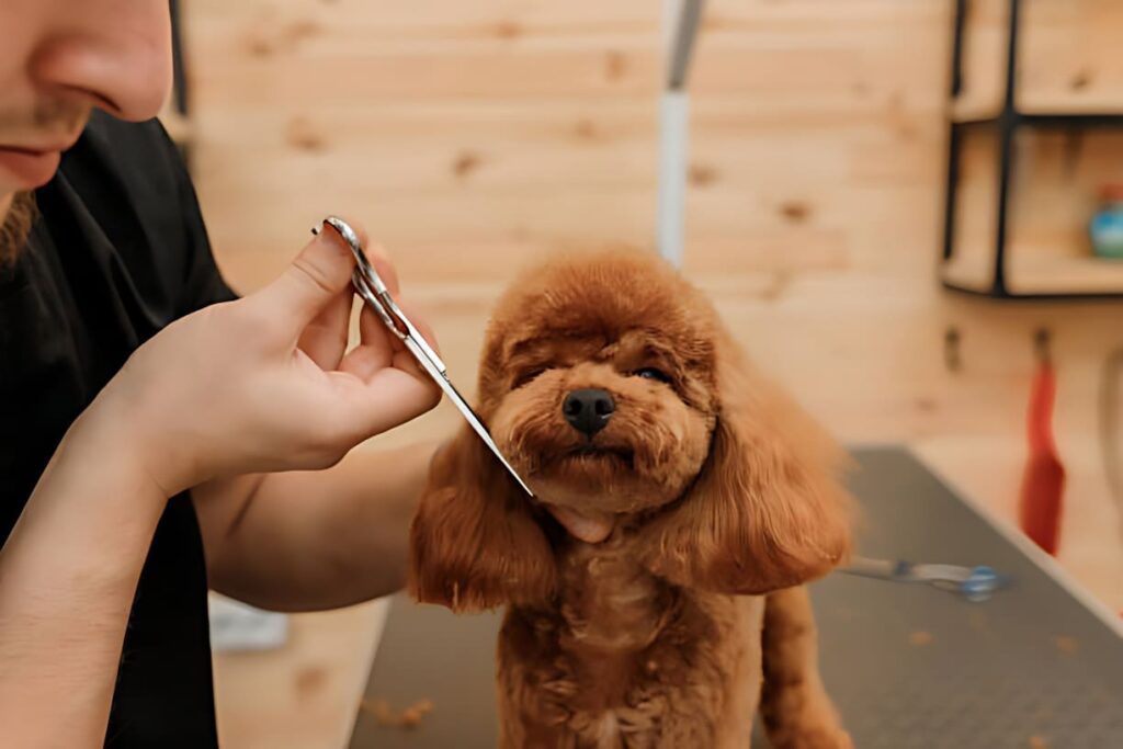 The Importance of Regular Dog Haircuts for Summer Comfort