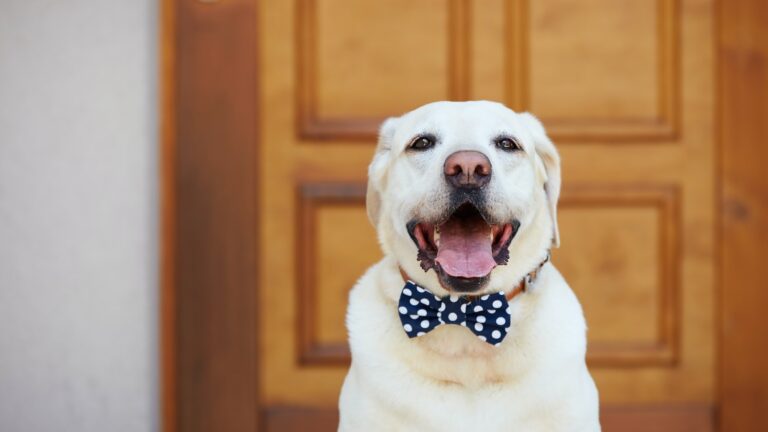 Happy dog posing with bow tie