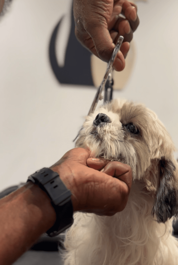 Best pet grooming home service 1 Door grooming pet near me