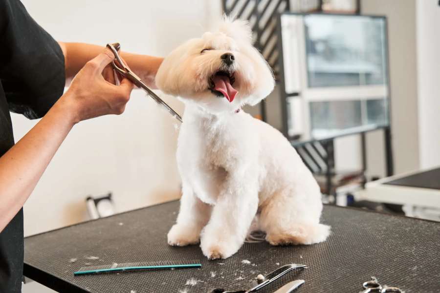 Zutail – The Art of Calm Grooming for Today’s Modern Pets