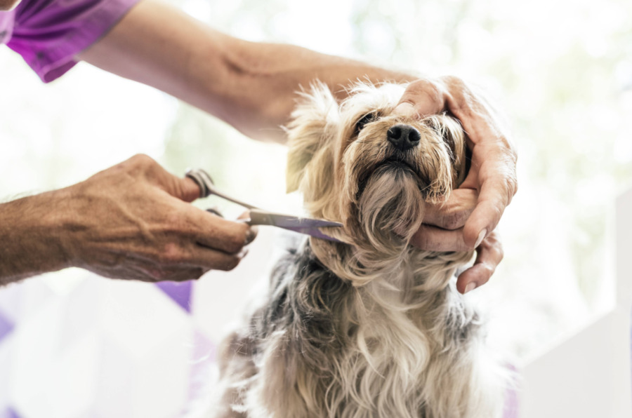 Zutail – Where Gentle Hands Meet Timeless Pet Care
