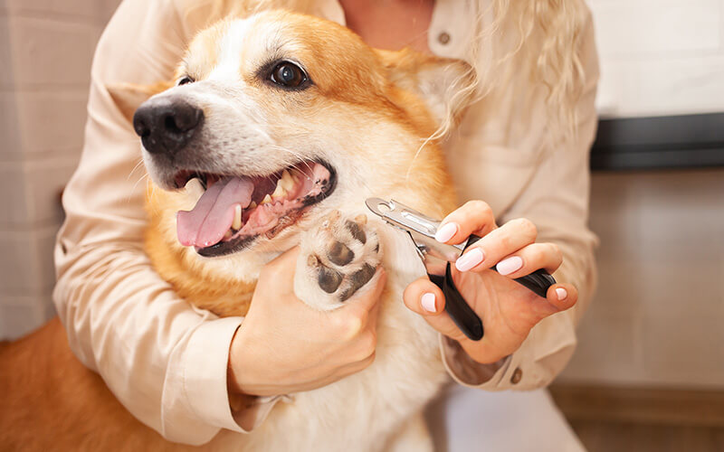 Zutail – Elevating Pet Grooming with Warmth and Grace