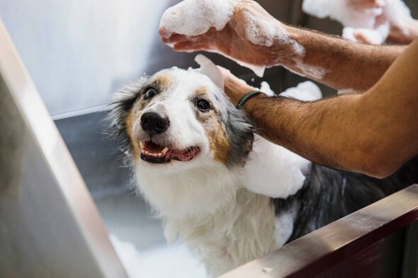 The Hidden Health Benefits of Regular Pet Grooming
