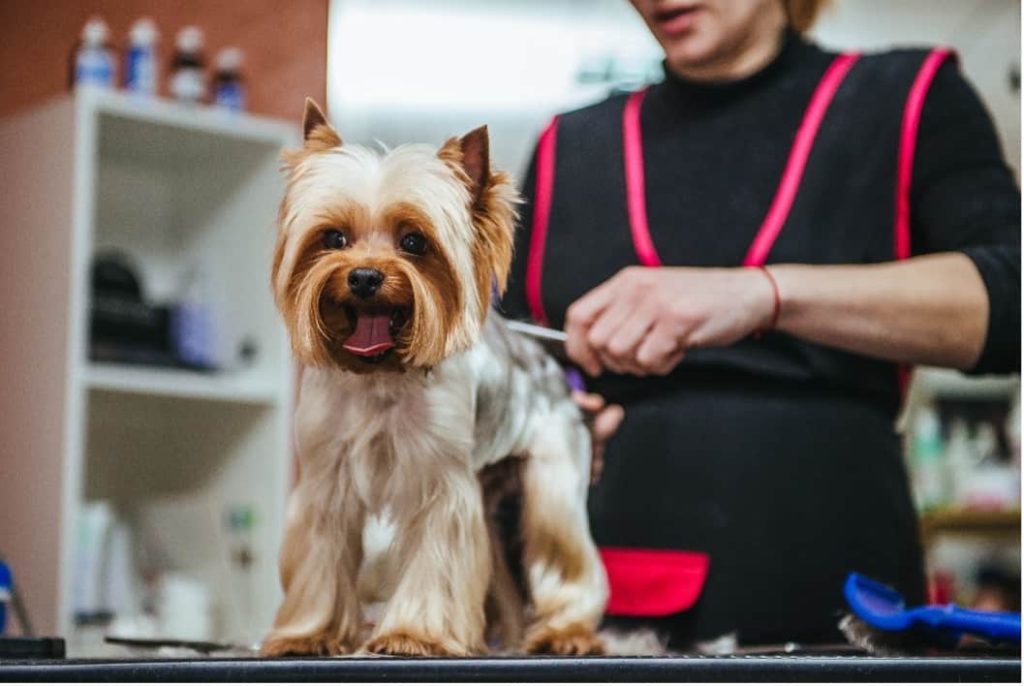 The Secret Behind Successful Pet Grooming Brands