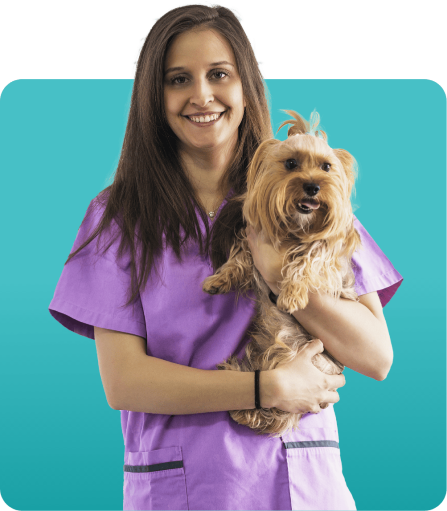 Best pet hair cut near me No.1 persian cat grooming