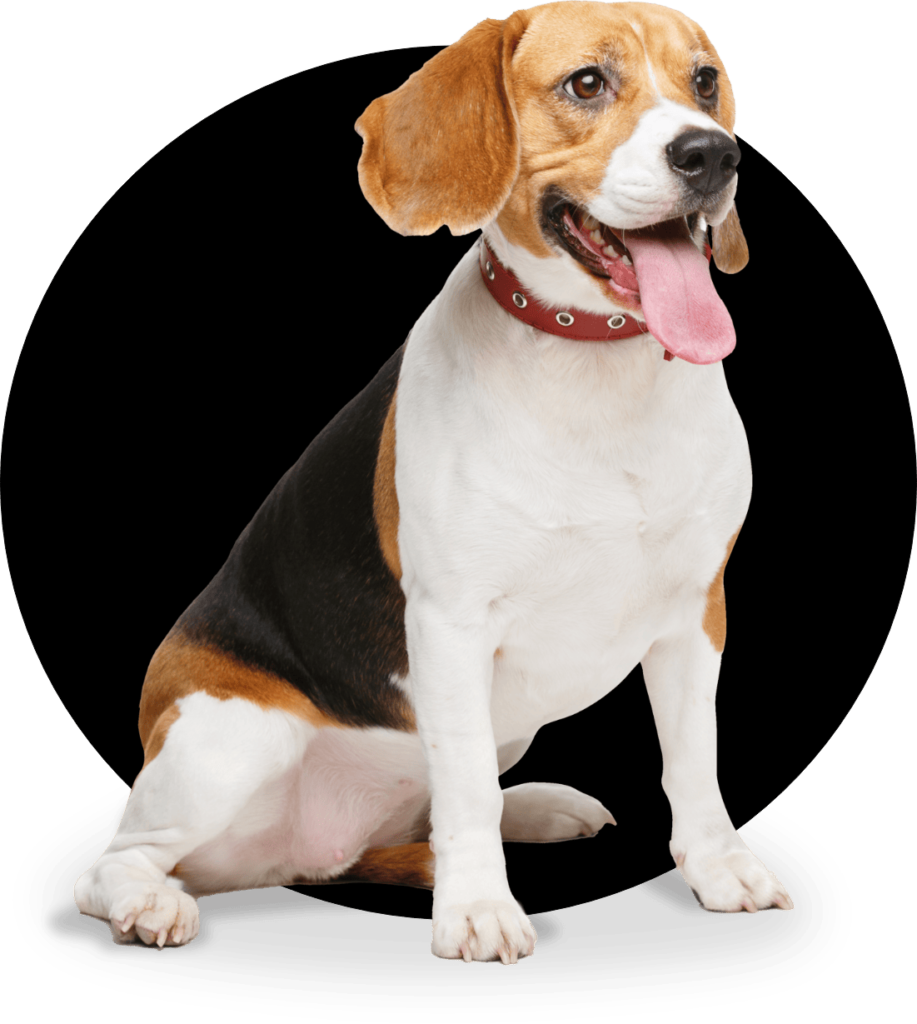 Best dog grooming near me 1 Doorstep dog grooming home