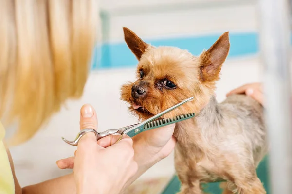 Zutail – A Better Grooming Experience for Pets