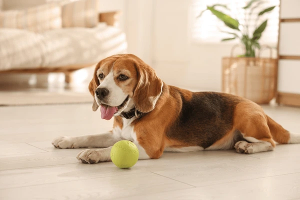 Indoor Pet Care Tips for Happier, Healthier Pets