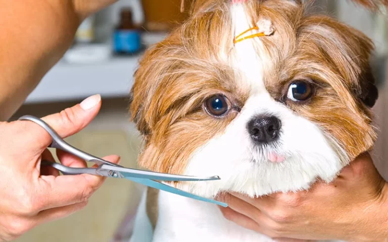 Redefining Pet Grooming