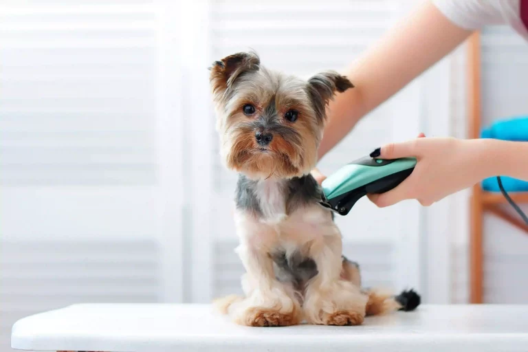 Pet Grooming Checklist