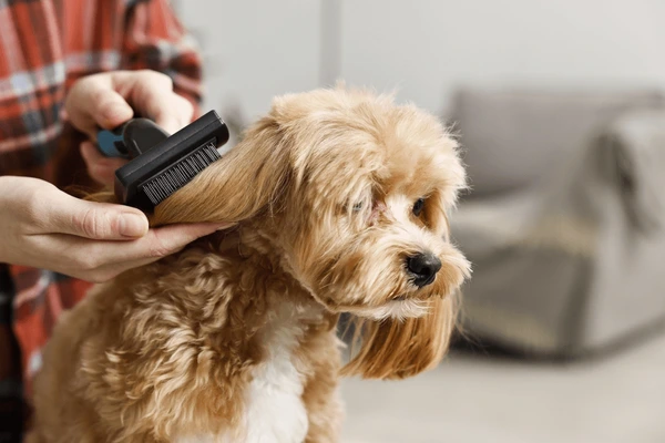 Unexpected things Groomers notice about pets