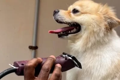 dog hair trimming